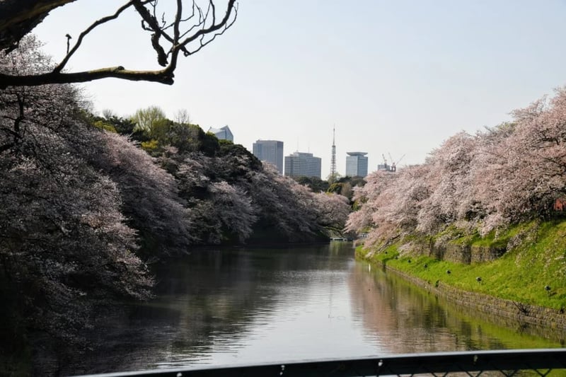 Cherry Trees in Tokyo
