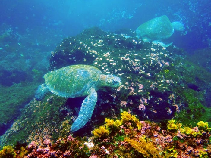 Galapagos marine life