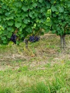 Blye to Bourge bicycling. Lots of grapes