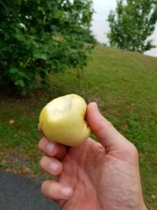Fresh picked from side of roadto Bourge 