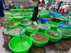 Ha Long Fish Market great variety