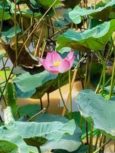 Lotus flowers are important along the Mekong delta