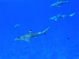 Dead sardines are used to attract the fish and sharks