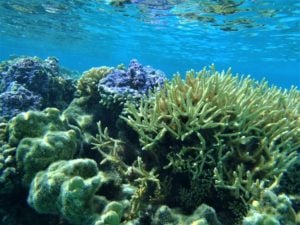 Lots of colors to see in Bora Bora