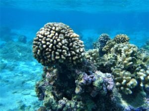 We floated by coral like this