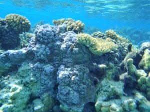 Drift snorkeling in Bora Bora - great coral