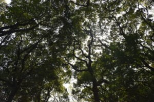 The forest around Meiji Jingu shrine is mature