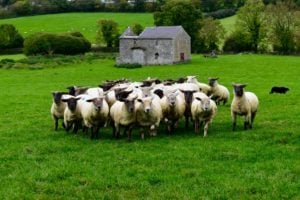 The flock responding to the border collies