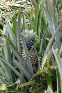 Pineapples growing in the fields of Moorea