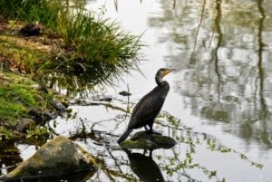 Cormorant at Tokyo Zoo
