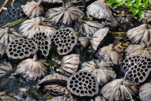The Tokyo Zoo had many lotus flower