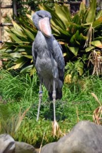 Shoebill Stork Tokyo Zoo