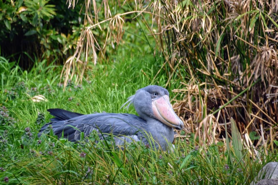 Tokyo Zoo Shoebill stork
