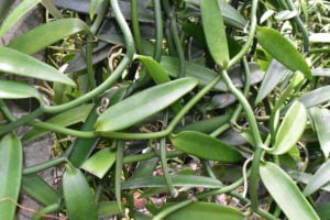 Vanilla beans in the Botanical garden