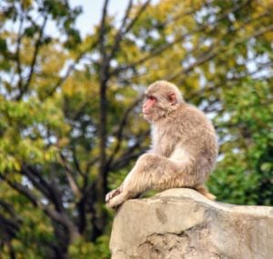 Snow monkey Tokyo Zoo