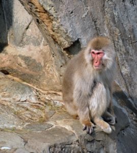 Tokyo Zoo Snow monkey