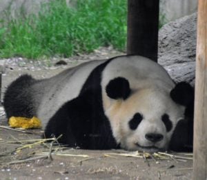 Tokyo Zoo Panda bear
