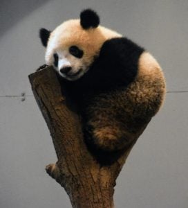 Tokyo Zoos baby panda