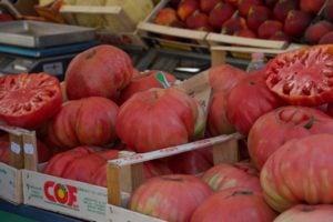 Giant local tomatoes in Padua Italy