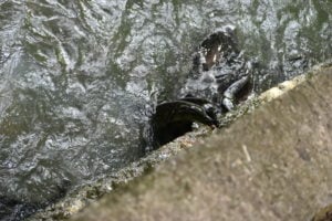 Feeding the blue eyed eels in Huahine