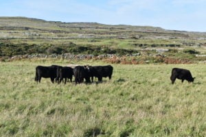 Going back to Dun Aonghasa