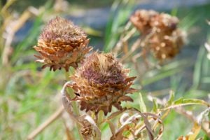 Artichokes in Marzorbo