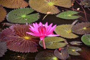 Lotus at Angkor Wat
