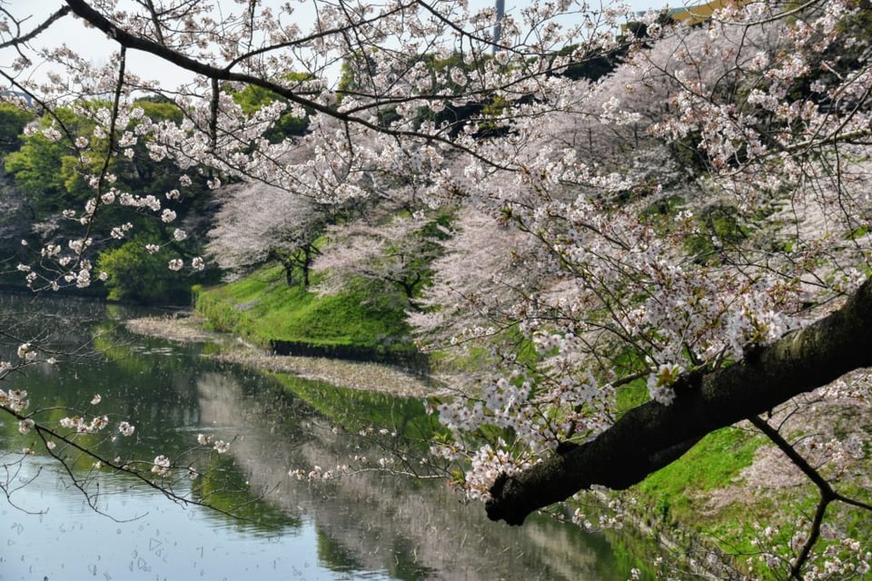 Cherry Blossoms at Imperial Palace, Tokyo