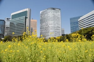 Spring time in Hamarikyu Gardens