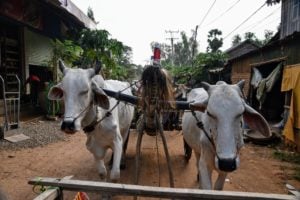 Ox Cart Ride in Kampong Tralach on way to monastery in Cambodia