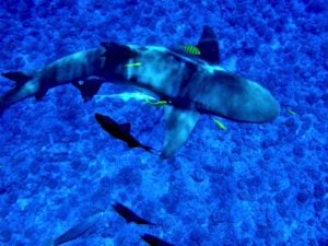 These Lemon Shark were large