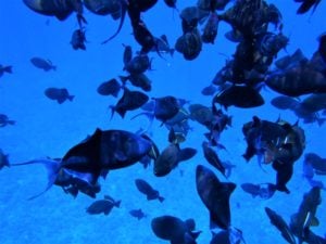 The fish gathered as soon as they sensed the food our guide brought