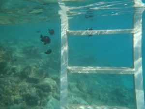 Lots of fish just down the ladder from our over water bungalow