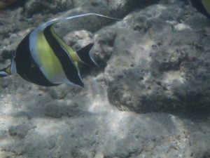 Angel fish a few yards from our over water bungalow