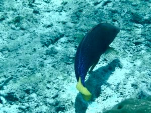 You can see lots of fish right off the private island