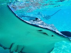 These sting rays are not shy