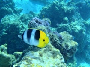 Lots of colors in Bora Bora