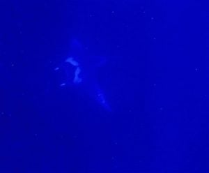 Manta Ray - look closely it's a haunting figure. 