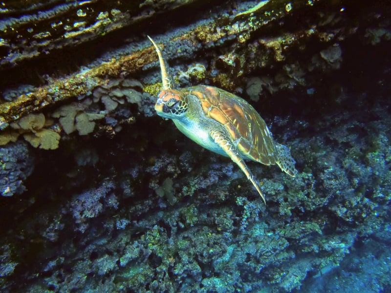Galapagos sea turtle
