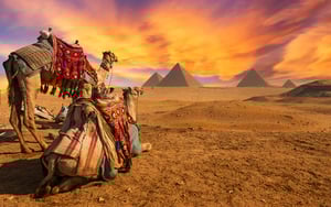 camel at sunset