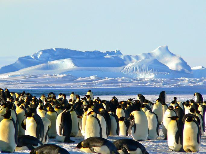emperor-penguins-antarctic-life-429127