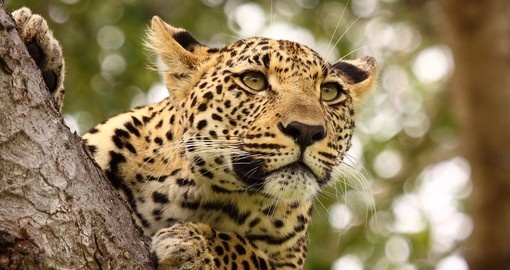 Kruger National park