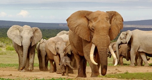 Elephants at Kruger National Park