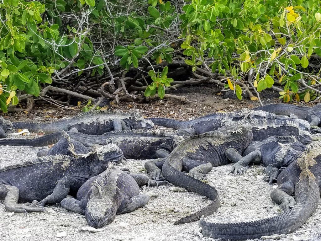Galapagos Marine iguanas