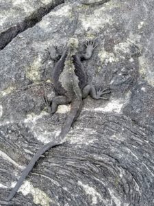 Galapagos marine iguana