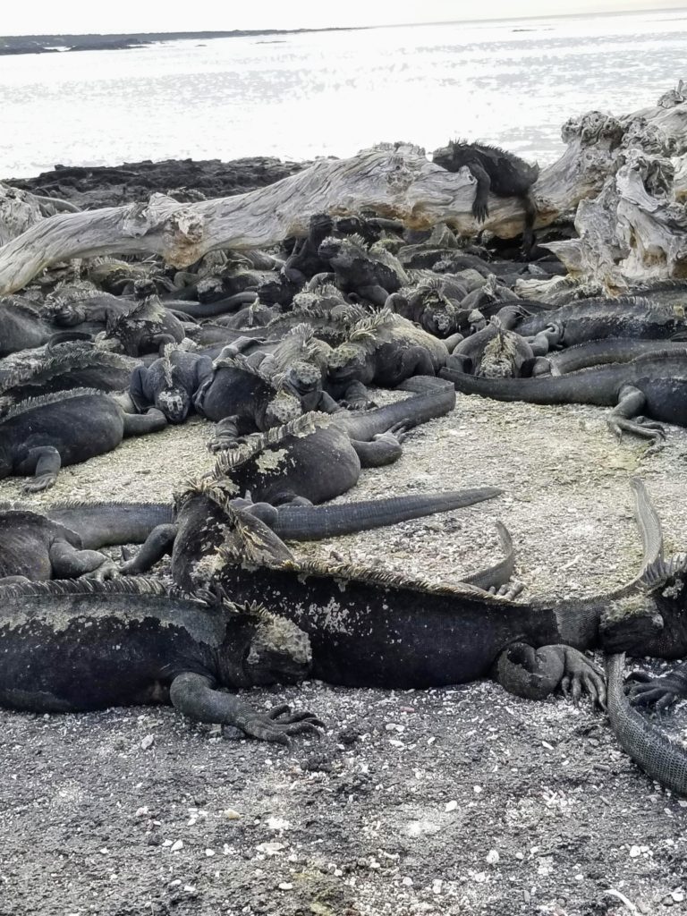 susan Wolfson can bring you to the Galapagos and Marine Iguanas