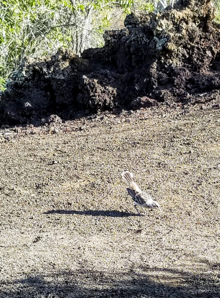 Go Astro Travel travels to the Galapagos.  We meet a ground finch during a hike.