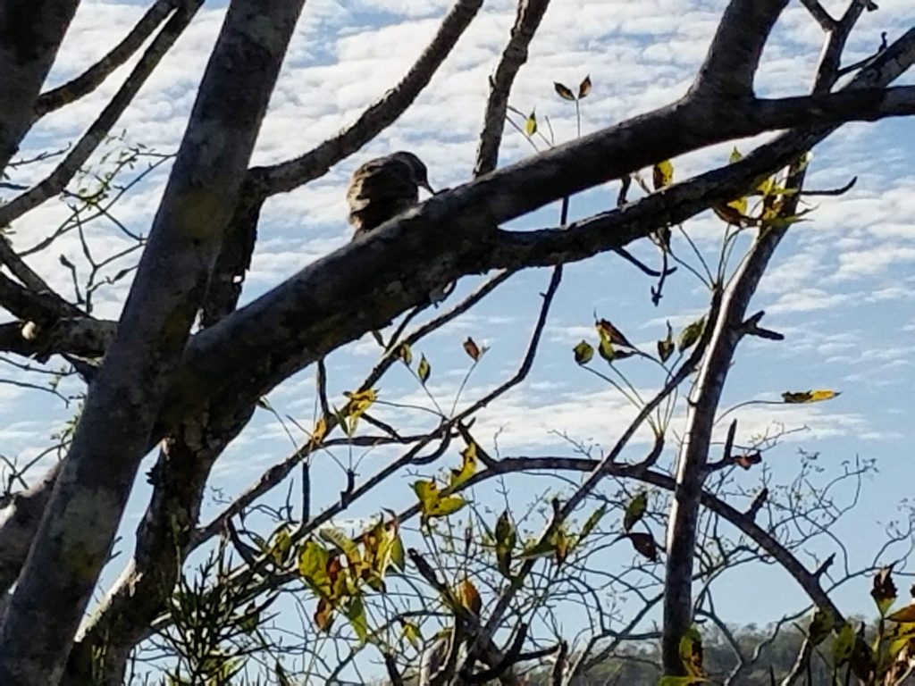 Birding in the Galapagos