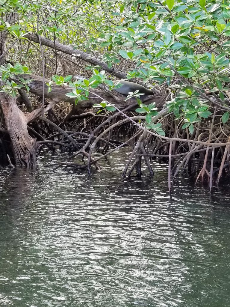 A sea lion relaxes in the mangrove trees