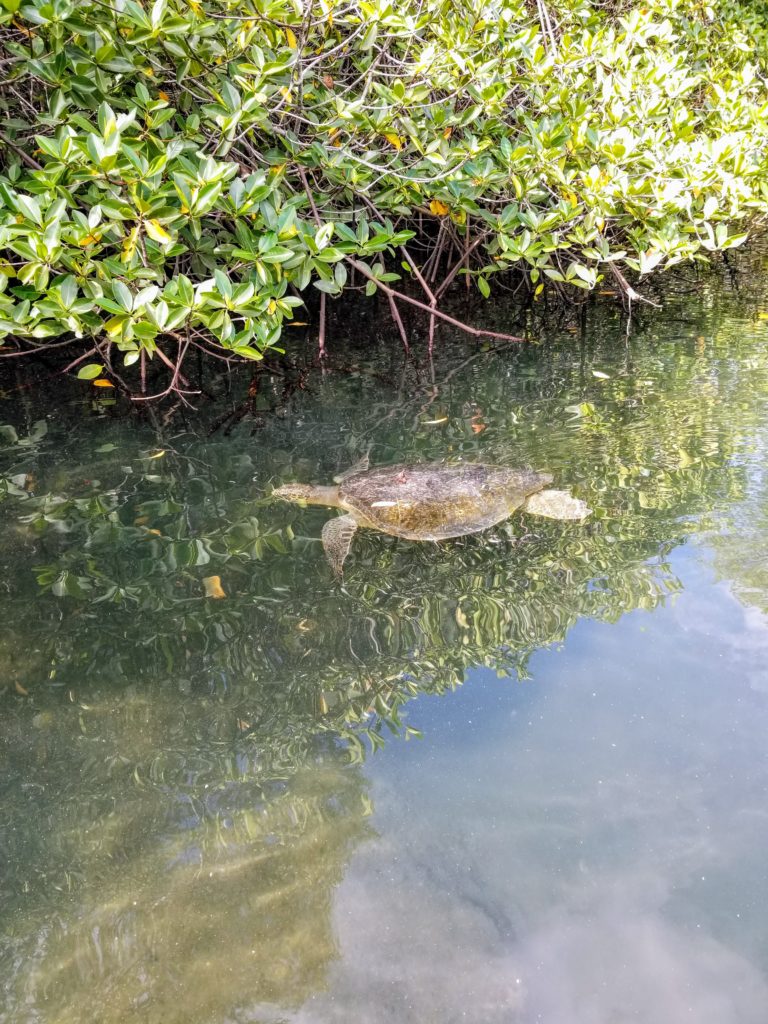 Sea Turtles love the Mangroves in the Galapagos